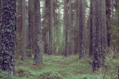 Vintage forest