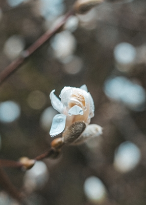 Magnolia in spring rain