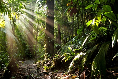 Sun rays in the jungle