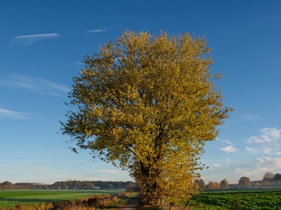tree in westphalia