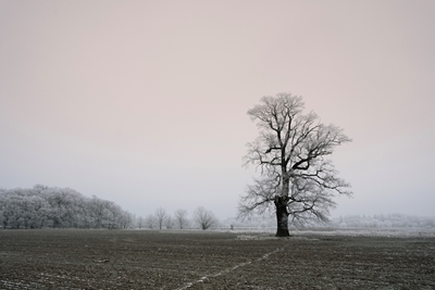 The lonely oak