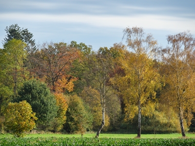 autumn in westphalia