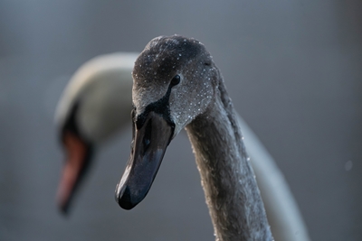 A portrait of a young swan