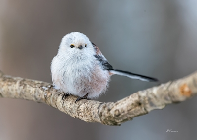 The Longtailed tit in Januari