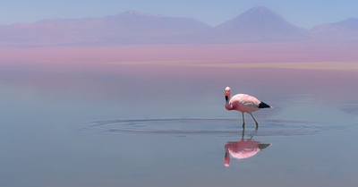 Chaxa's Flamingo and the Volca