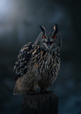 Eagle Owl at Winter Night