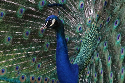 Italian Peacock