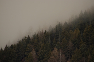 Foggy Mountain