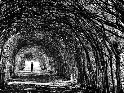 Tunnel of trees 