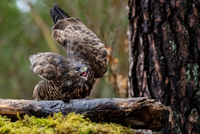 Ormvråk 3 - Common Buzzard 3