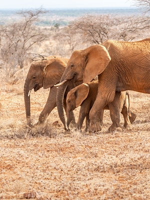Elephant family close together