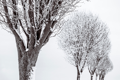 Trees in winter
