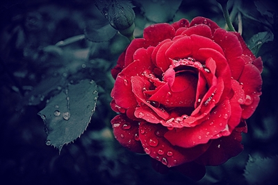 Red winter rose