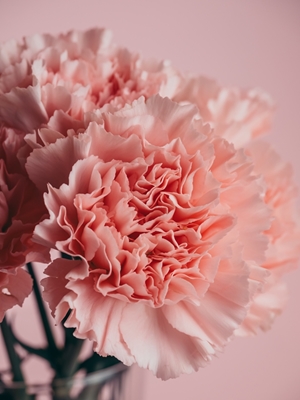 Pink carnations bouquet 