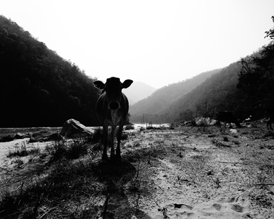Ko på stranden i Indien