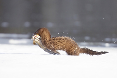 Mink with fish
