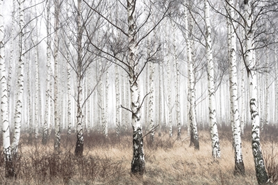 Birch forest in January