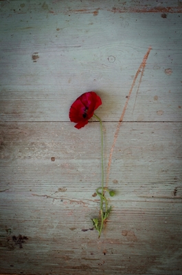 A lonely poppy