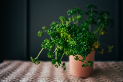 The Parsley