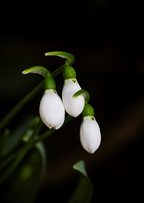Snow drops - always loved