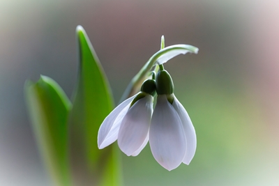 Snow drops - white pearls