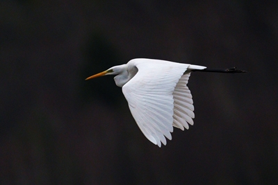 The great egret
