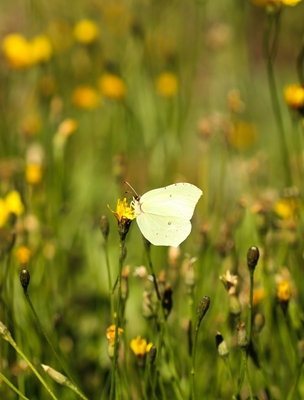 Beautiful Brimstone