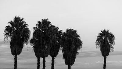 Sunset Palm Trees Dream #2 