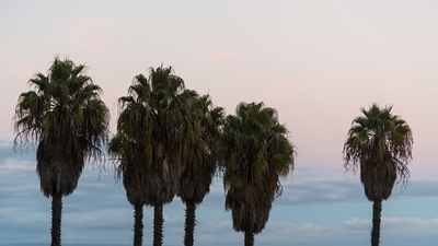 Sunset Palm Trees Dream #1 