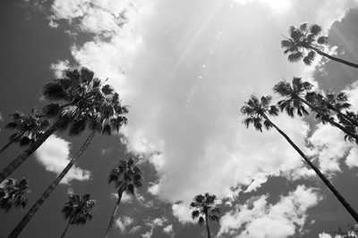 Under the Palm Trees #14 
