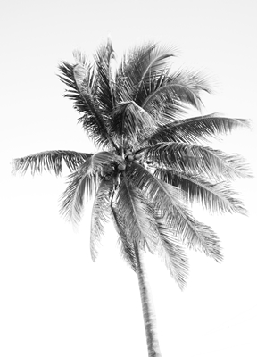 Palm Tree Beach Dream #5 #wall