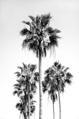 Palm Trees Black White Vibes 