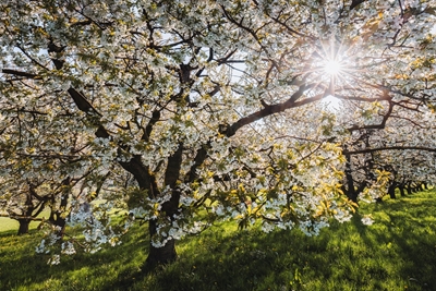 Frühlingssonne im Kirschbaum