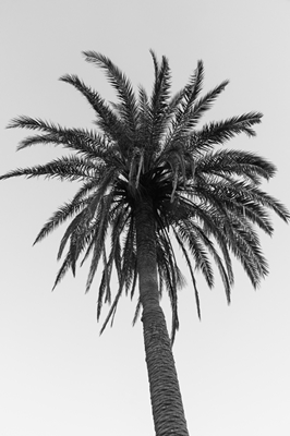 Palm Tree Beach Dream #7 