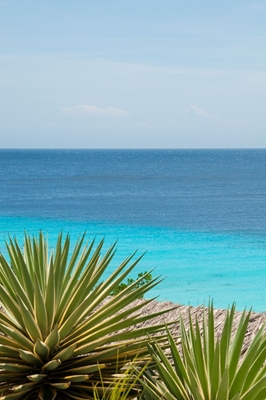 Caribbean Ocean Agave Oasis #1