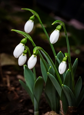 Family Snow drops is ready
