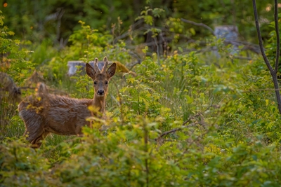 Deer in Swedish spring.