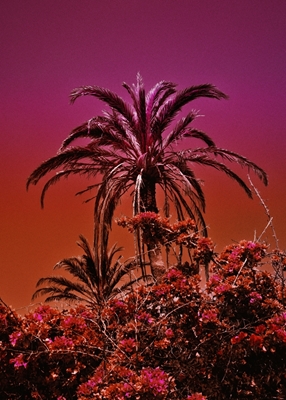 Pink Palm Tree 'Ellender'