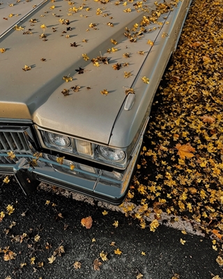 Autumn car 