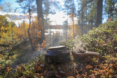 Coffee in the forest