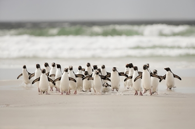 Ryhmä pingviinejä