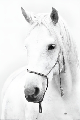 Wit paard