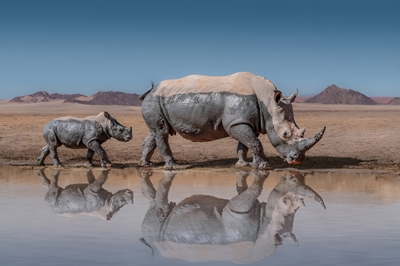Mère et bébé rhinocéros