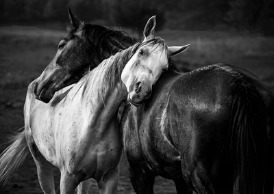 Zwei Liebespferde