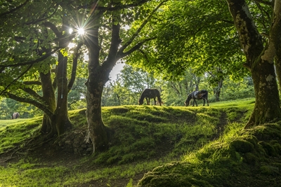 Konie z Dartmoor