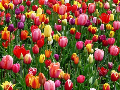 Colorful tulip field