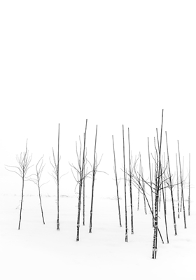 Plant nursery in snow & fog 04