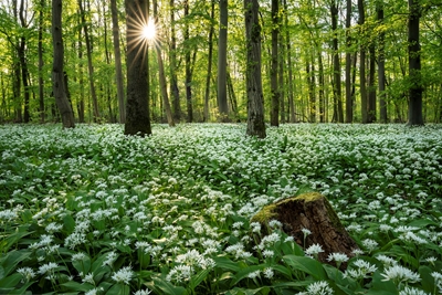 Ramson forest