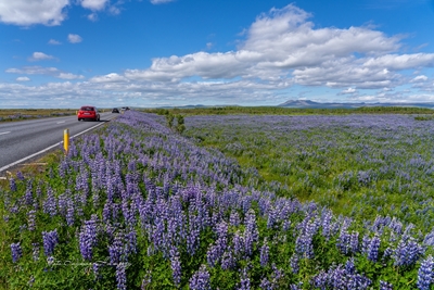 Lupins in Iceland