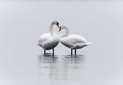 Swans form a heart